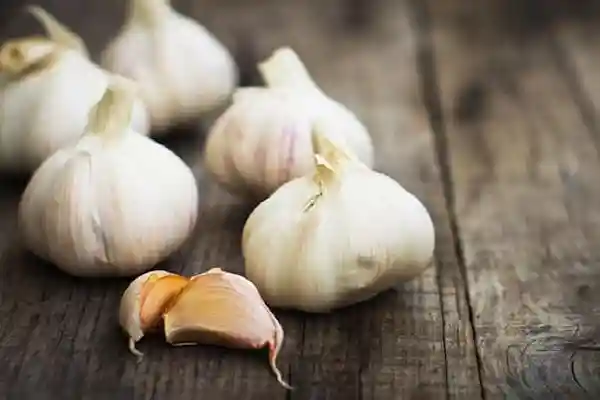 خرید و قیمت سیر سفید بی بو + فروش عمده